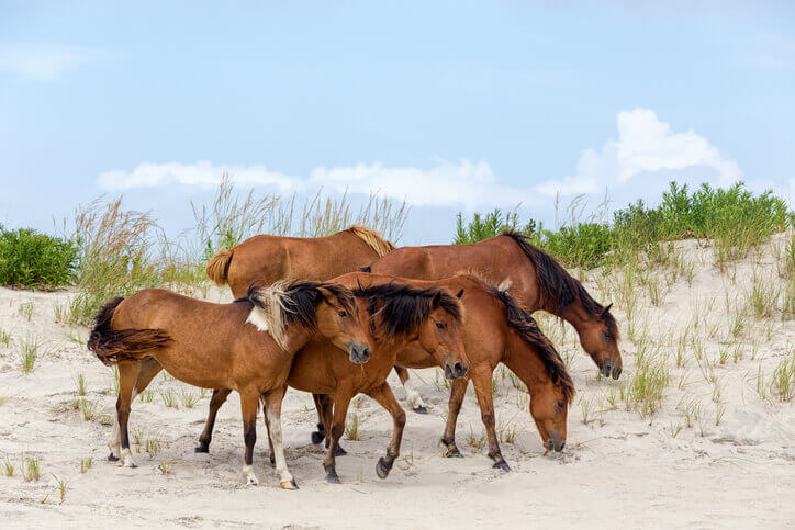 Bachelorette Party Ideas in Maryland - Assateague Wild Ponies on the Beach